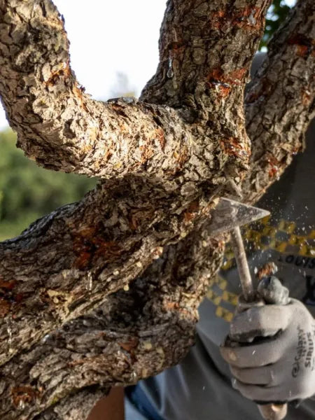 Close-up of someone making small cuts in a mastiha tree to produce sap