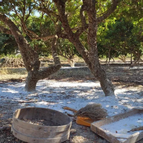 Two mastiha trees