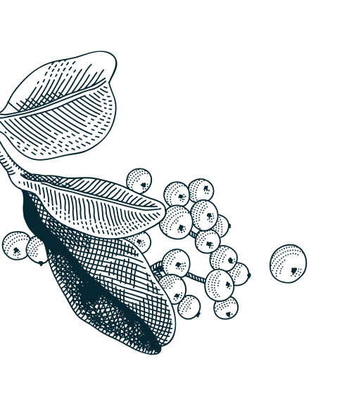 Axia Spirit dark blue flowers illustration