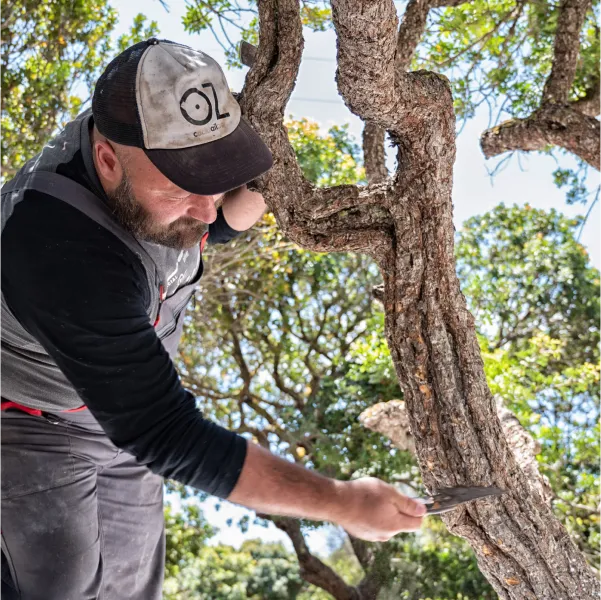 A man with a beard and a baseball cap is shown outdoors, leaning into a mastic tree with gnarled bark, and scraping from the trunk with a tool in his right hand