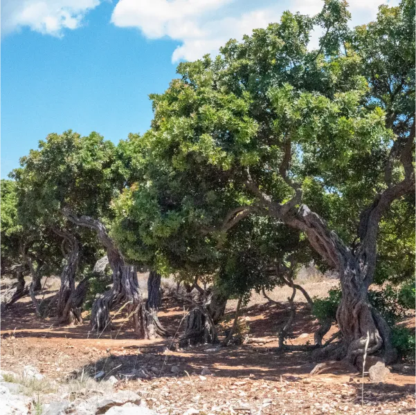 A row of mastic trees with gnarled trunks and lush green canopies stands on dry, reddish-brown ground under a bright blue sky