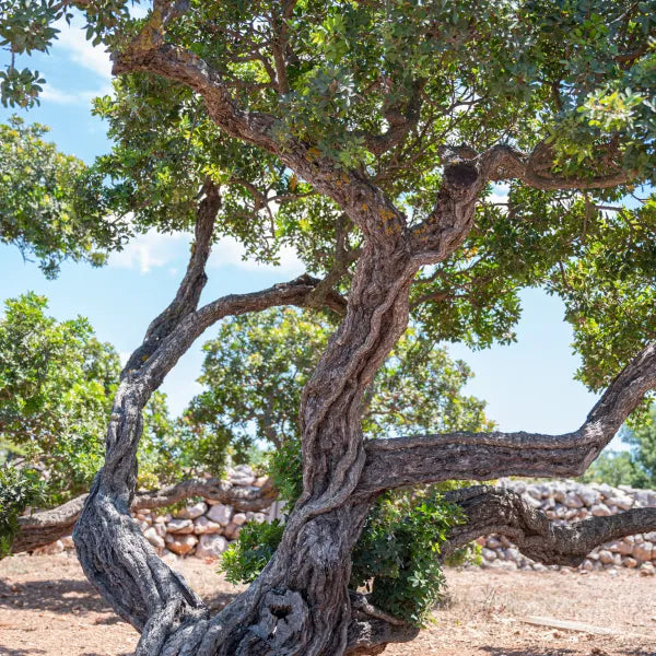 A mature mastic tree with a gnarled trunk and green leaves stands in dry ground, with a stone wall and blue sky in the background